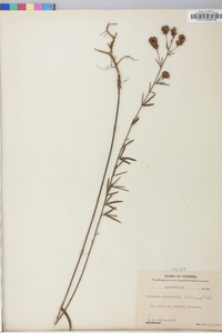 Lespedeza angustifolia image