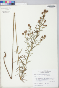 Lespedeza angustifolia image