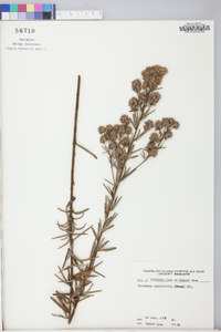 Lespedeza angustifolia image