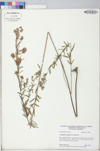 Lespedeza angustifolia image