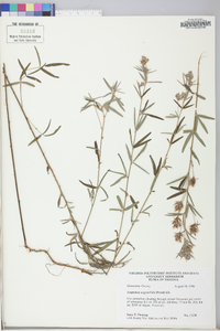 Lespedeza angustifolia image