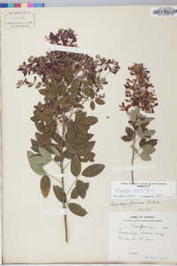 Lespedeza bicolor image