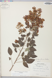 Lespedeza bicolor image