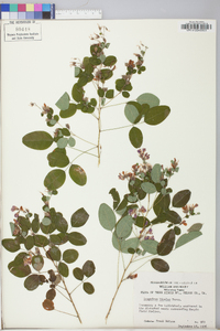 Lespedeza bicolor image