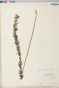 Lespedeza capitata image