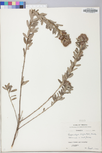 Lespedeza capitata image