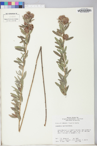 Lespedeza capitata image