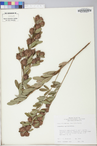 Lespedeza capitata image