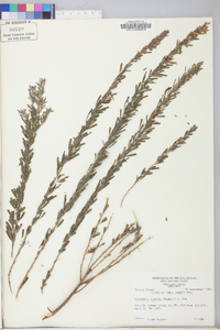 Lespedeza cuneata image