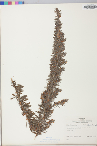 Lespedeza cuneata image