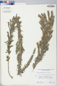 Lespedeza cuneata image