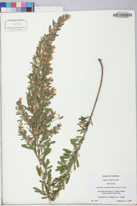 Lespedeza cuneata image