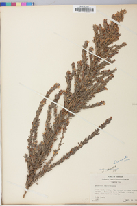 Lespedeza cuneata image