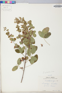 Lespedeza cyrtobotrya image