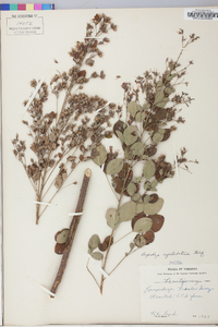 Lespedeza cyrtobotrya image