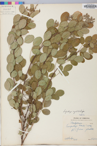 Lespedeza cyrtobotrya image