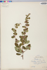 Lespedeza cyrtobotrya image