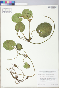 Nymphoides peltata image