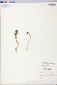 Obolaria virginica image