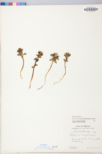 Obolaria virginica image