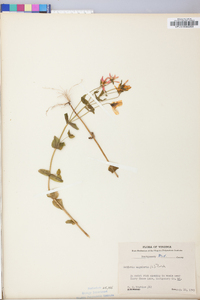 Sabatia angularis image