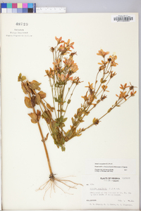 Sabatia angularis image