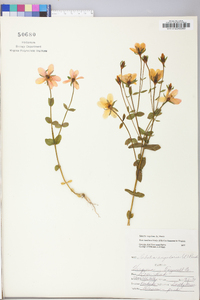 Sabatia angularis image