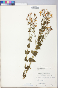 Sabatia angularis image