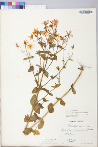 Sabatia angularis image