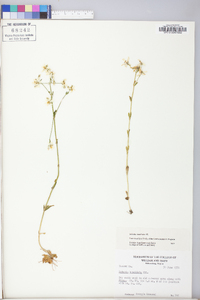 Sabatia brachiata image