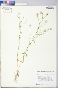 Sabatia campanulata image