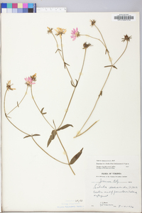 Sabatia dodecandra image