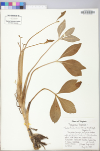 Menyanthes trifoliata image