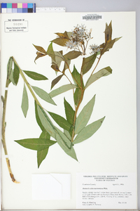 Amsonia tabernaemontana image