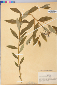 Amsonia tabernaemontana image