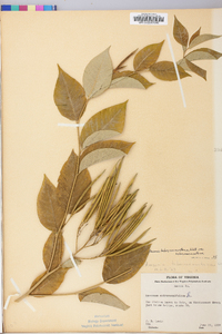 Amsonia tabernaemontana image