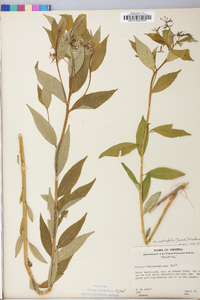 Amsonia tabernaemontana image