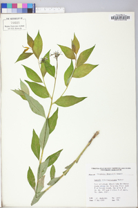 Amsonia tabernaemontana image