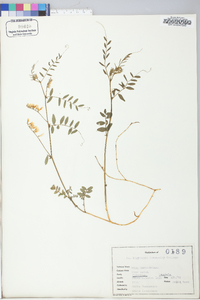 Vicia caroliniana image