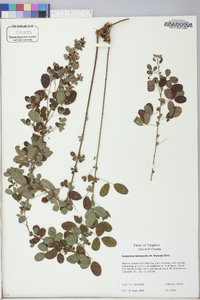 Lespedeza intermedia image