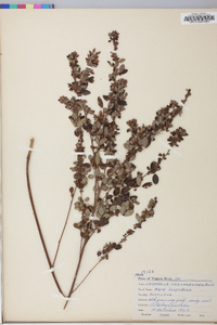 Lespedeza intermedia image