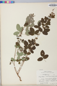 Lespedeza intermedia image