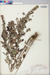 Lespedeza intermedia image