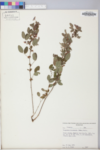 Lespedeza intermedia image