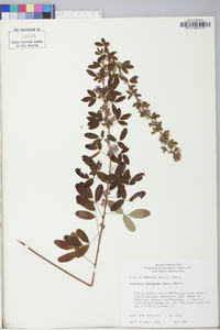 Lespedeza intermedia image