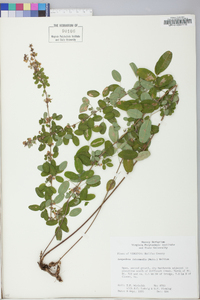 Lespedeza intermedia image