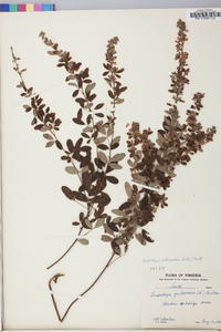 Lespedeza intermedia image