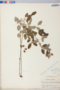 Lespedeza intermedia image