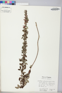 Lespedeza intermedia image