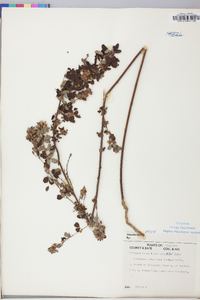 Lespedeza intermedia image